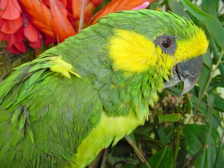 Loro orejiamarillo  Esta bella ave que es símbolo nacional en Colombia, está en vía de extinción a nivel nacional e internacional, esto se debe en gran medida a la destrucción de su habitad (palma de cera), su lugar de anidación y refugio.  