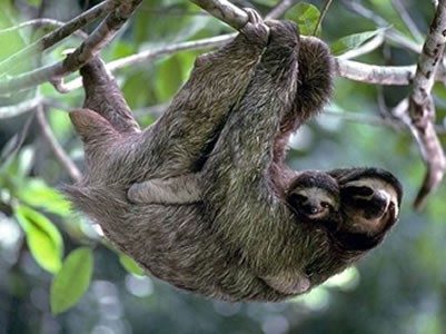 Oso perezoso  Este nocturno animal, solitario y un poco agresivo.  Está amenazado por la cacería para el consumo de su carne y por su uso como mascota.  