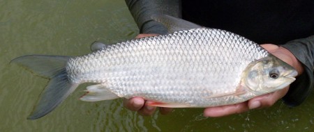 El bocachico Esta raza de pez originario de colombia se encuentra en peligro de extinción por el alto consumo humano, principalmente en la costa Caribe colombiana 