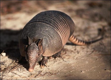 Armadillo gigante Animal de origen suramericano en países como Bolivia, Perú y Colombia, altamente cazado para consumo humano y por su tamaño fácil de acceder.  