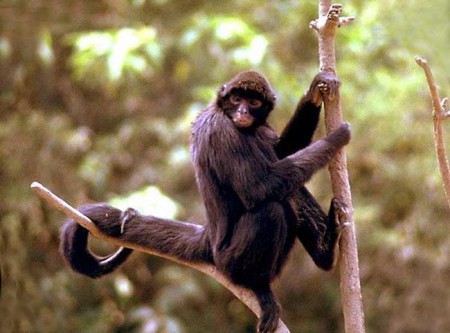 Mono araña colombiano  Habita en bosques lluviosos, está en la lista roja de animales en peligro de extinción.  